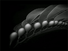 Tablet Screenshot of gannetdive.com